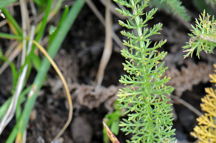 Common Yarrow has finely dissected leaves easily identified in the seedling stage. In New Mexico and southern Colorado the common name for this plant is "Plumajillo", Spanish for "little feather" a reference to the fine feathery like leaves. Achillea millefolium